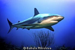 Shark by Babula Mikulova 